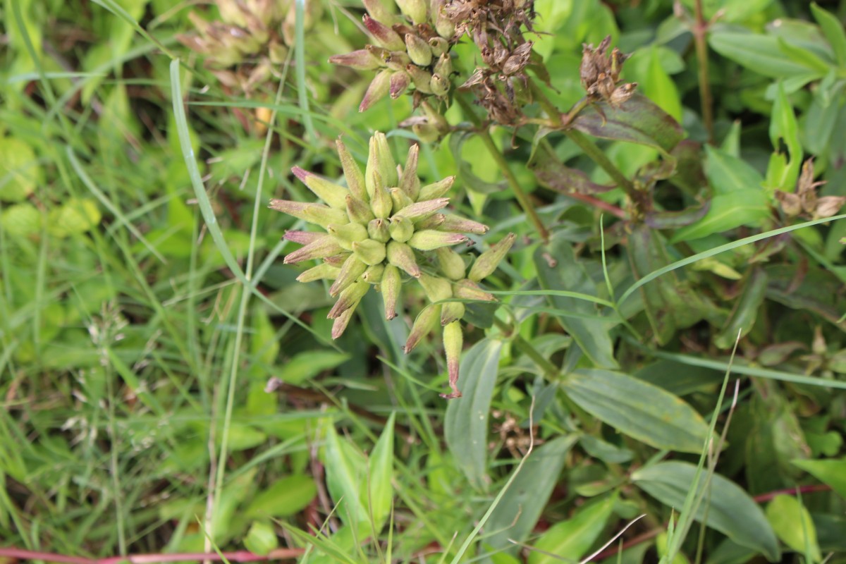 Verbena aristigera S.Moore